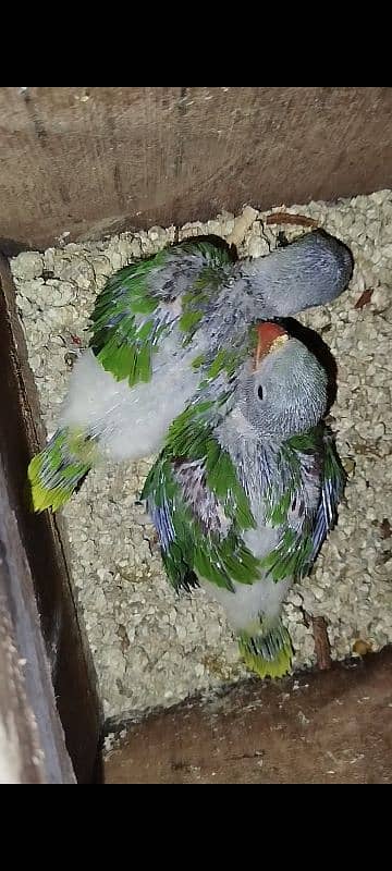 kashmri pthy available