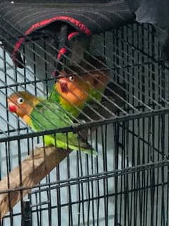 2 pair 1 baby parrot sale offer 2500 Rs only