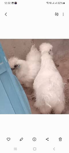 SILKIE