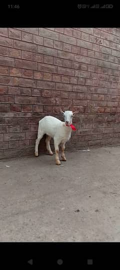 Goat | Bkra | Goat For Sale | Bkra For Sale | بکرا | Goat for Sale