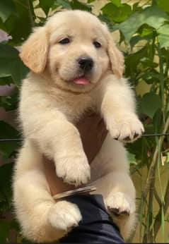 golden retriever puppies 03361777030