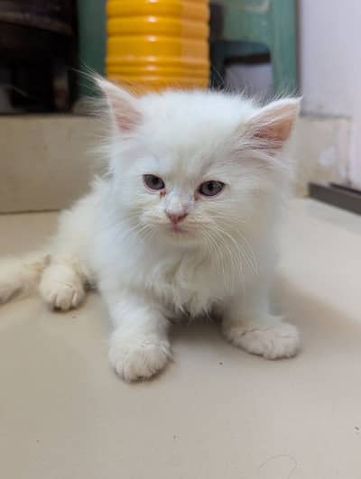 kitten for sale perisan tripple coat heavy structure