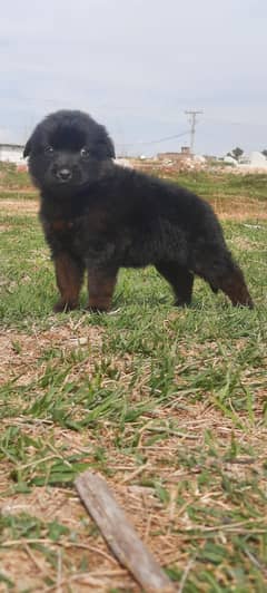 German Shepherd double coate pupies for sale