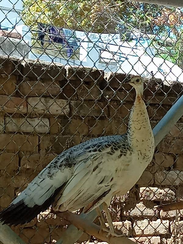 peahen 0