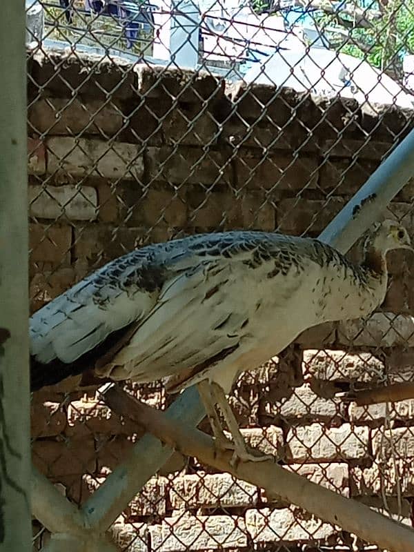 peahen 1