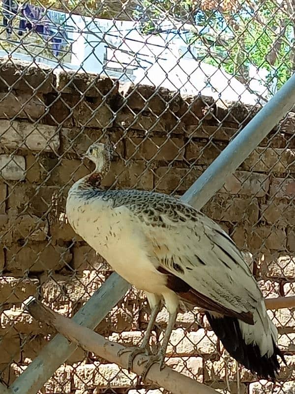 peahen 2