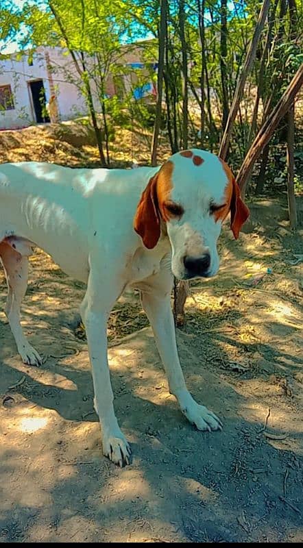 German pointer 1