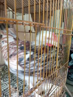 healthy and active pair of hen available