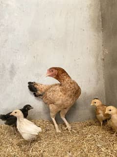 Aseel hen and her daughter