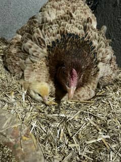 Aseel hen and her daughter