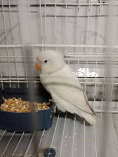 White parrot