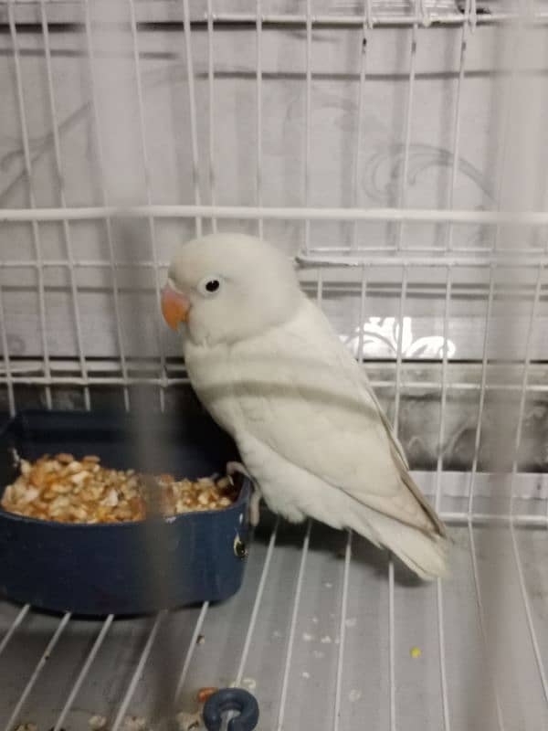 White parrot 0