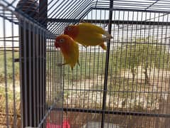 Yellow Latino parrot pair