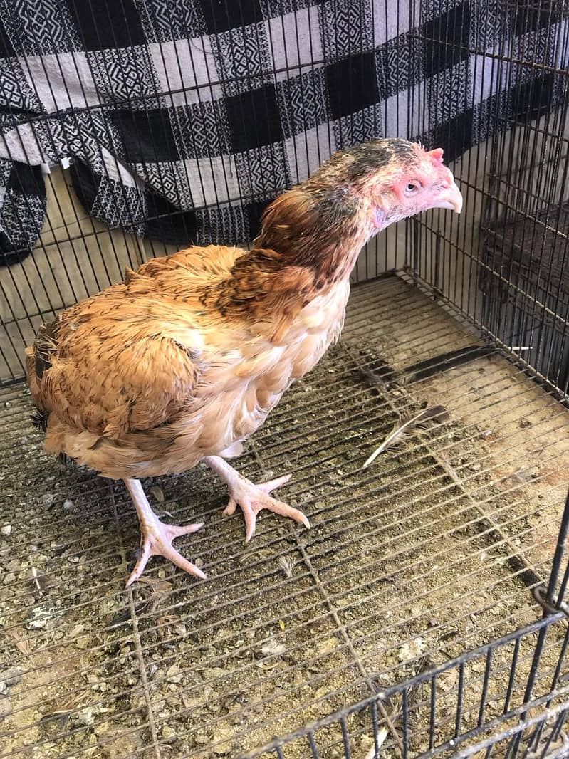 Aseel hens for sale 0