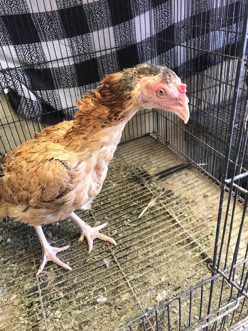 Aseel hens for sale 1