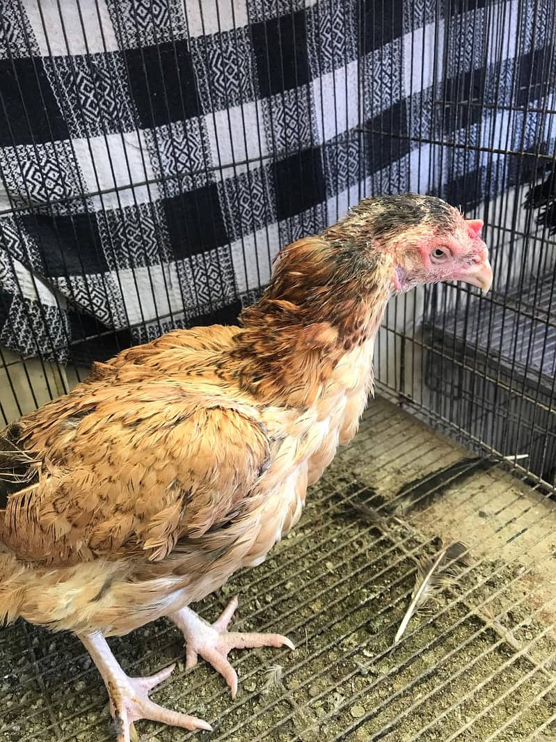 Aseel hens for sale 2