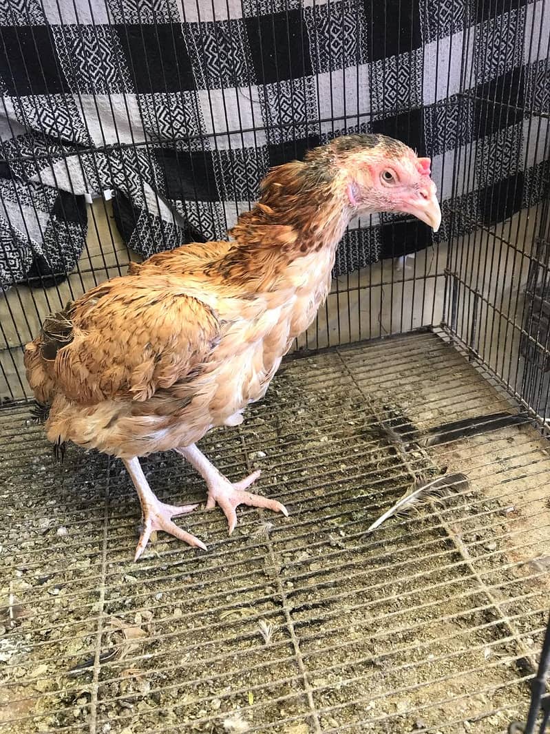 Aseel hens for sale 3