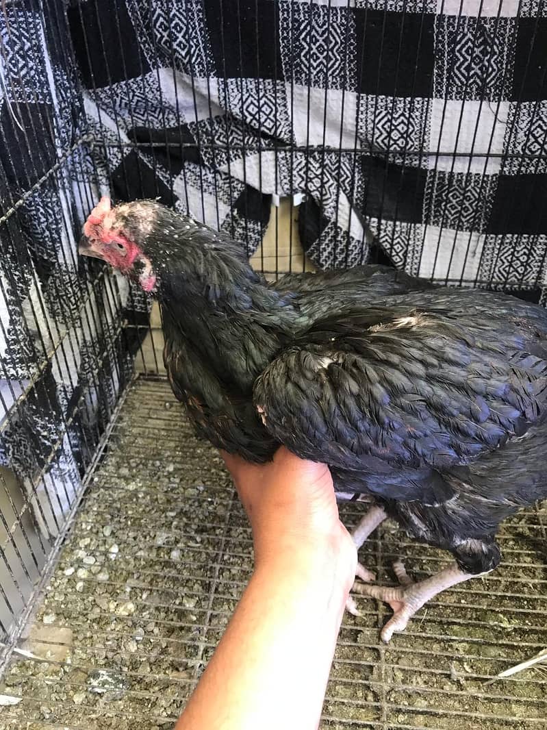 Aseel hens for sale 4