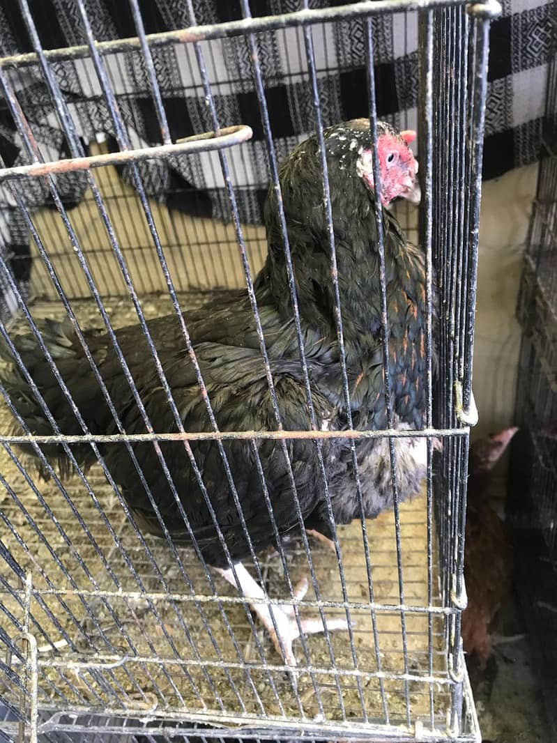 Aseel hens for sale 5