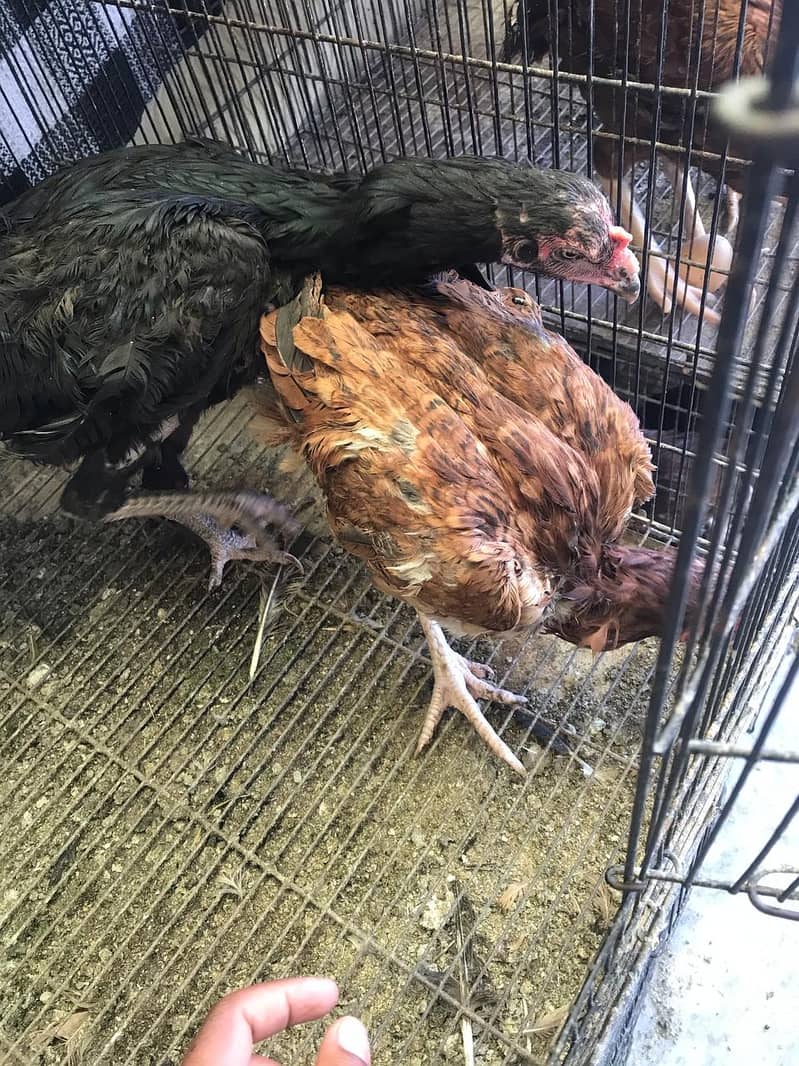 Aseel hens for sale 6