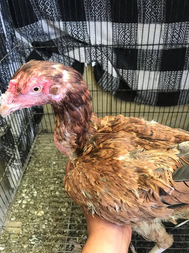 Aseel hens for sale 7