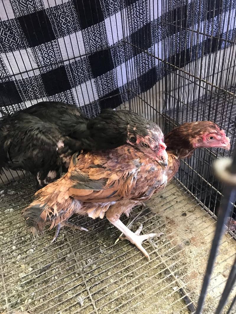 Aseel hens for sale 8