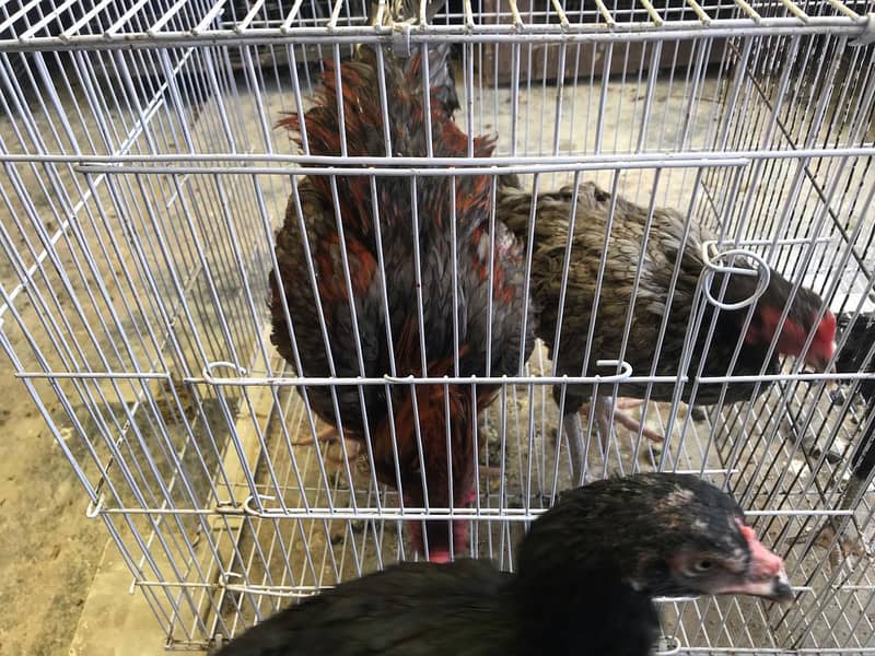 Aseel hens for sale 12