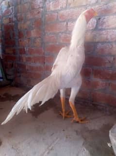 king white o shamoo males for sale 03034062599