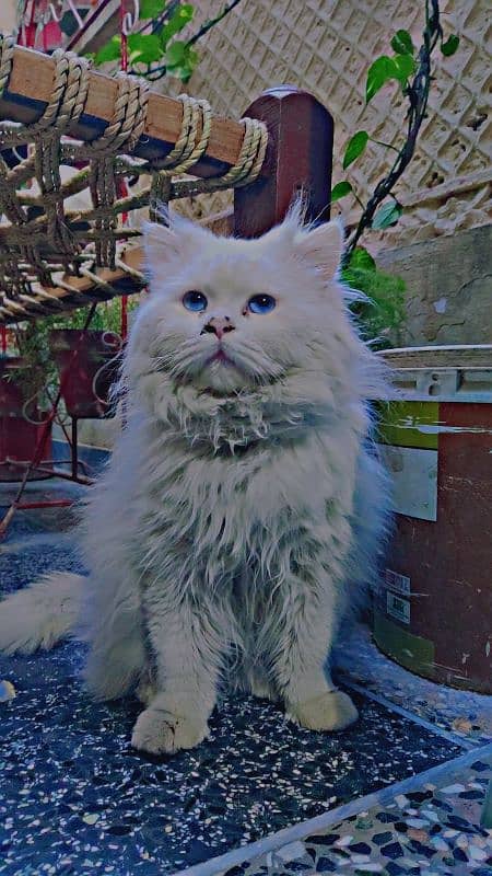 Persian cat 2