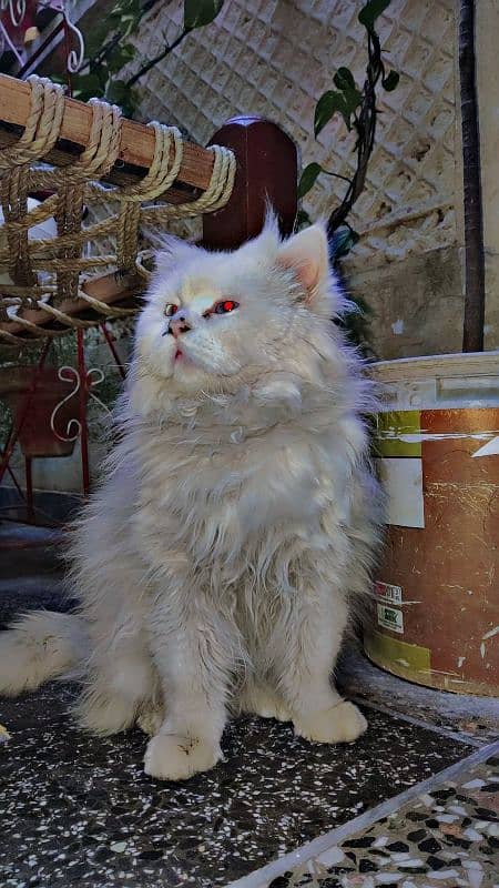 Persian cat 3