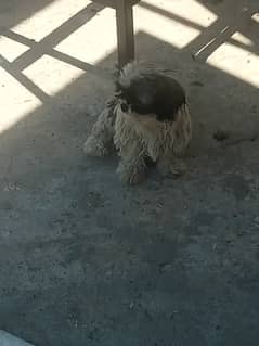 Shih Tzu