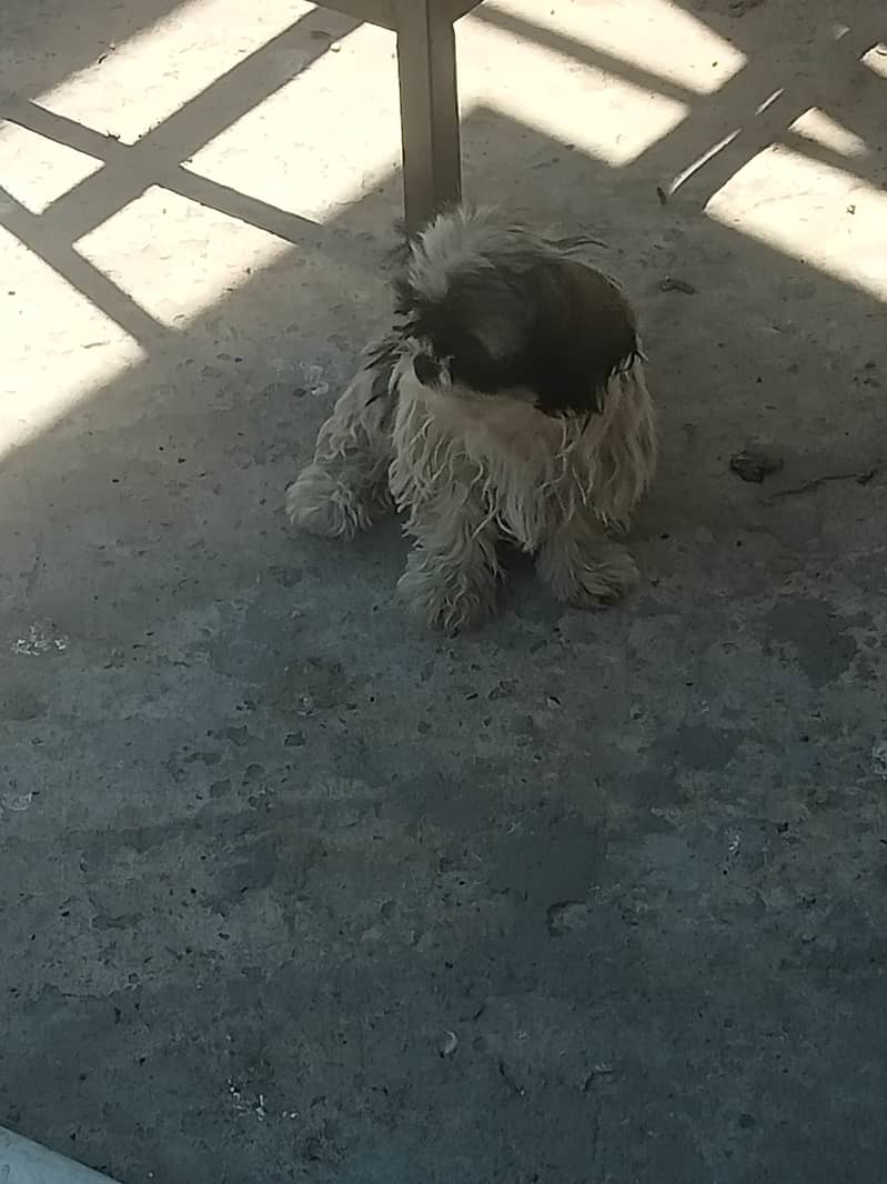 Shih Tzu 0