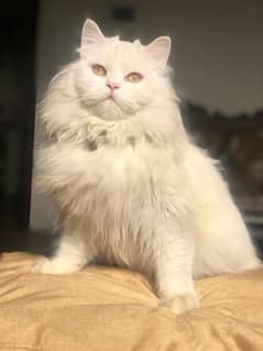 Home breed persian male cat for sale