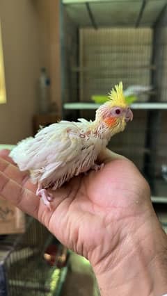 cockatiel Chicks | Lutino Cockatiel