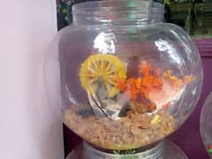 big size fish bowl