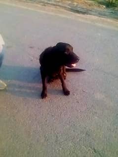 black  Labrador family dog