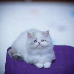 Persian Kitten | Grey Kittens | White Kitten | Fawn Kitten