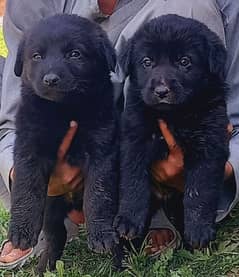 German shepherd puppies available for sale