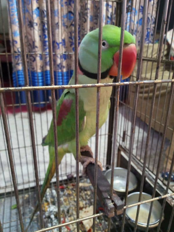 raw parrot 0