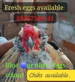 Fancy Blue & Green Eggs dani wali breed ka Eggs & Chiks available