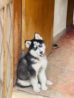 Siberian male Husky puppy