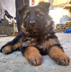 Triple coat German shepherd puppy