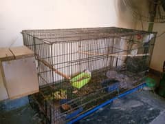 breeder Pair with cage , Price fnf