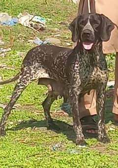 pure German pointer female full tran 15 month for sale