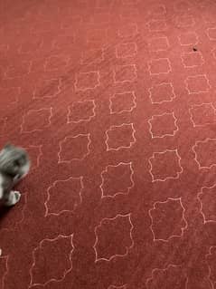 Carpet