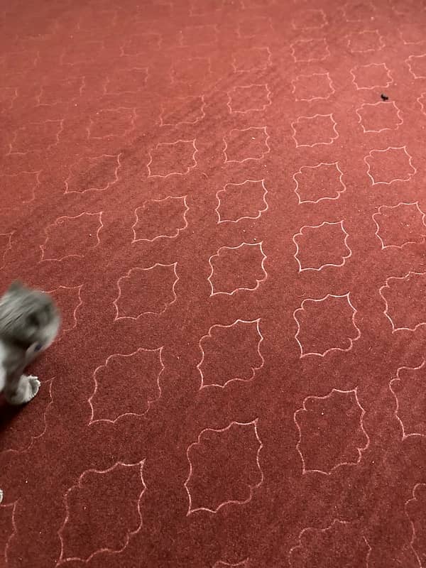 Carpet 0