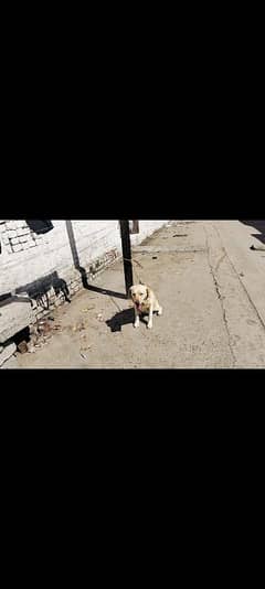 Labrador breeder female apple head and poddle female 15000