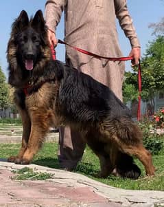 Show quality German shepherd proper long coat male for sale