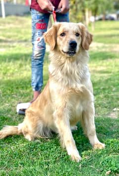 Pedigreed Golden Retriever Female