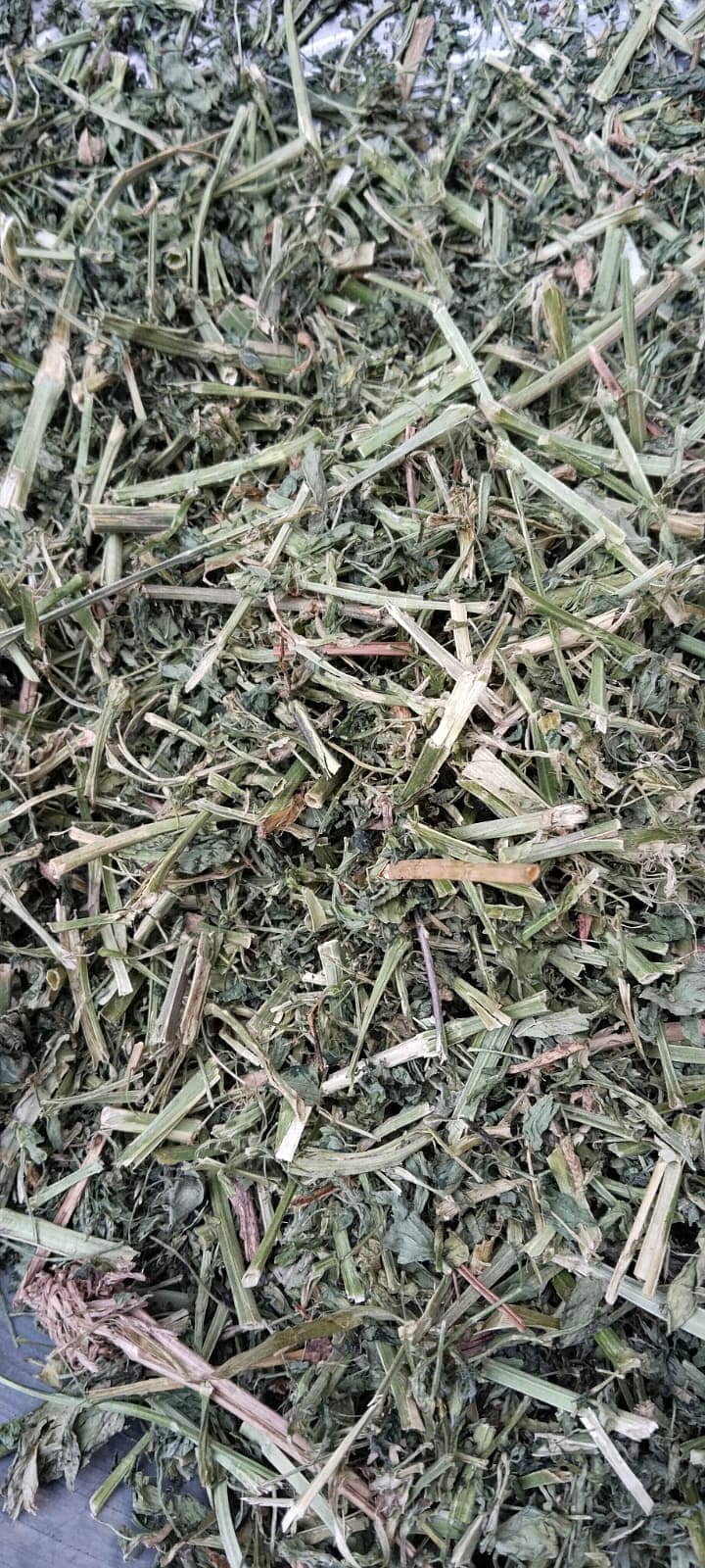 Alfalfa Hay ( Dry Losan ) 2